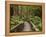 Footpath Through Forest To Newdegate Cave, Hastings Caves State Reserve, Tasmania, Australia-David Wall-Framed Premier Image Canvas