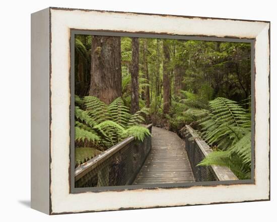 Footpath Through Forest To Newdegate Cave, Hastings Caves State Reserve, Tasmania, Australia-David Wall-Framed Premier Image Canvas