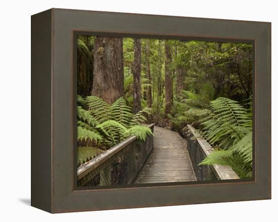 Footpath Through Forest To Newdegate Cave, Hastings Caves State Reserve, Tasmania, Australia-David Wall-Framed Premier Image Canvas