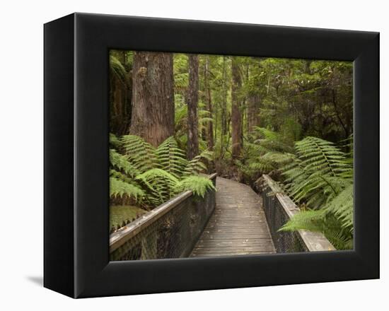 Footpath Through Forest To Newdegate Cave, Hastings Caves State Reserve, Tasmania, Australia-David Wall-Framed Premier Image Canvas