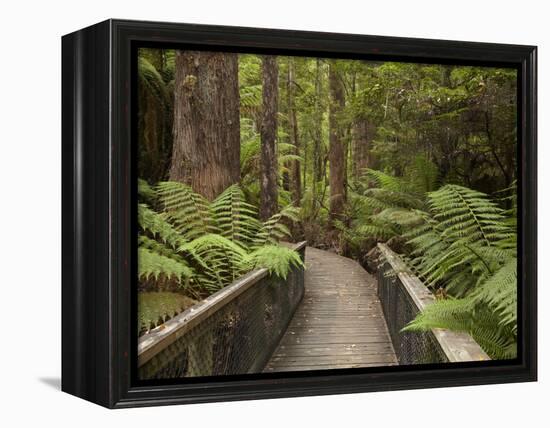 Footpath Through Forest To Newdegate Cave, Hastings Caves State Reserve, Tasmania, Australia-David Wall-Framed Premier Image Canvas