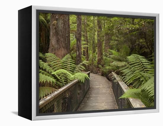 Footpath Through Forest To Newdegate Cave, Hastings Caves State Reserve, Tasmania, Australia-David Wall-Framed Premier Image Canvas