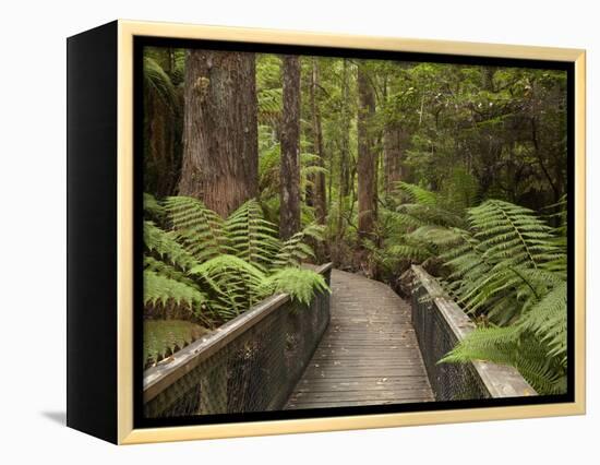 Footpath Through Forest To Newdegate Cave, Hastings Caves State Reserve, Tasmania, Australia-David Wall-Framed Premier Image Canvas