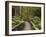 Footpath Through Forest To Newdegate Cave, Hastings Caves State Reserve, Tasmania, Australia-David Wall-Framed Photographic Print