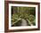 Footpath Through Forest To Newdegate Cave, Hastings Caves State Reserve, Tasmania, Australia-David Wall-Framed Photographic Print