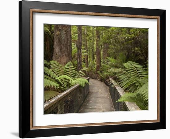 Footpath Through Forest To Newdegate Cave, Hastings Caves State Reserve, Tasmania, Australia-David Wall-Framed Photographic Print