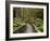 Footpath Through Forest To Newdegate Cave, Hastings Caves State Reserve, Tasmania, Australia-David Wall-Framed Photographic Print