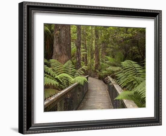 Footpath Through Forest To Newdegate Cave, Hastings Caves State Reserve, Tasmania, Australia-David Wall-Framed Photographic Print