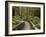 Footpath Through Forest To Newdegate Cave, Hastings Caves State Reserve, Tasmania, Australia-David Wall-Framed Photographic Print