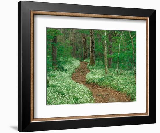 Footpath through Fringed Phacelia Flowers, Great Smoky Mountains National Park, Tennessee, USA-Adam Jones-Framed Photographic Print