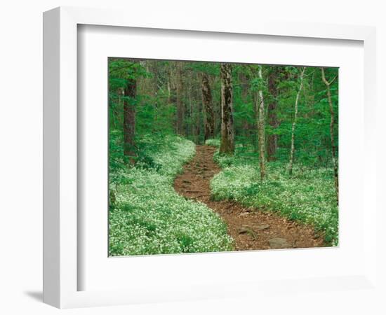 Footpath through Fringed Phacelia Flowers, Great Smoky Mountains National Park, Tennessee, USA-Adam Jones-Framed Photographic Print