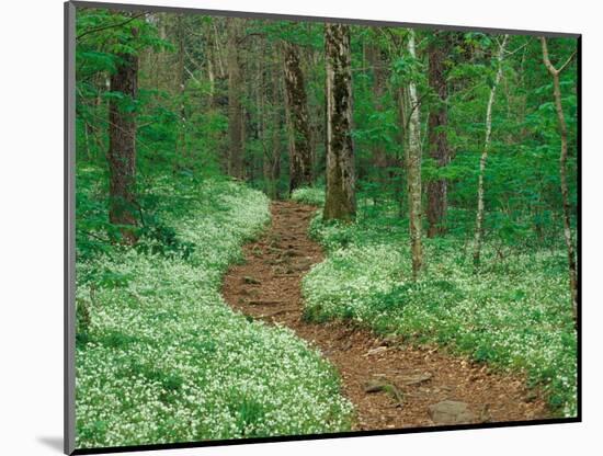 Footpath through Fringed Phacelia Flowers, Great Smoky Mountains National Park, Tennessee, USA-Adam Jones-Mounted Photographic Print