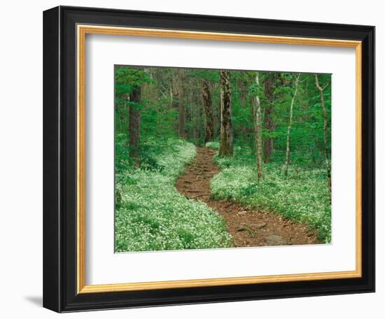 Footpath through Fringed Phacelia Flowers, Great Smoky Mountains National Park, Tennessee, USA-Adam Jones-Framed Photographic Print