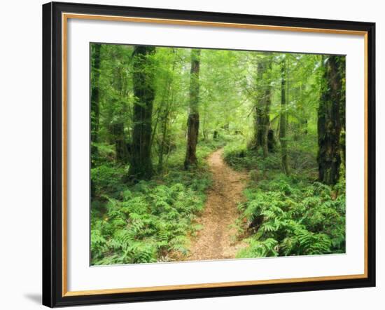 Footpath Through Myrtle Beech Trees in the Temperate Rainforest, Australia, Pacific-Jochen Schlenker-Framed Photographic Print