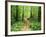 Footpath Through Myrtle Beech Trees in the Temperate Rainforest, Australia, Pacific-Jochen Schlenker-Framed Photographic Print