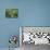 Footpath Through Temperate Rainforest, Strahan, Tasmania, Australia, Pacific-Jochen Schlenker-Mounted Photographic Print displayed on a wall