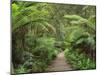 Footpath Through Temperate Rainforest, Strahan, Tasmania, Australia, Pacific-Jochen Schlenker-Mounted Photographic Print