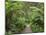 Footpath Through Temperate Rainforest, Strahan, Tasmania, Australia, Pacific-Jochen Schlenker-Mounted Photographic Print