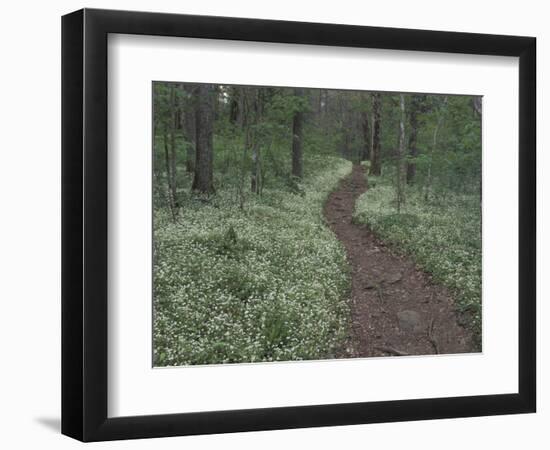 Footpath through White Fringed Phacelia, Great Smoky Mountains National Park, Tennessee, USA-Adam Jones-Framed Photographic Print