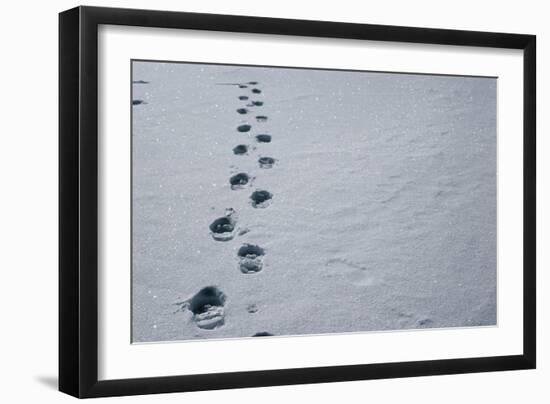 Footprints In Snow-David Vaughan-Framed Photographic Print