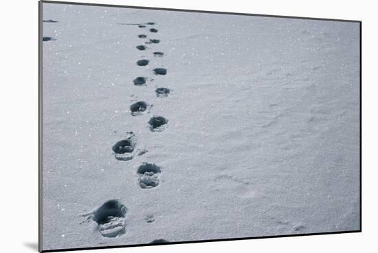 Footprints In Snow-David Vaughan-Mounted Photographic Print