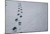 Footprints In Snow-David Vaughan-Mounted Photographic Print
