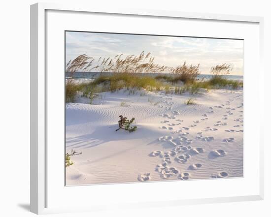 Footprints in the Sand at Sunset in the Dunes of Pensacola Beach, Florida.-forestpath-Framed Photographic Print