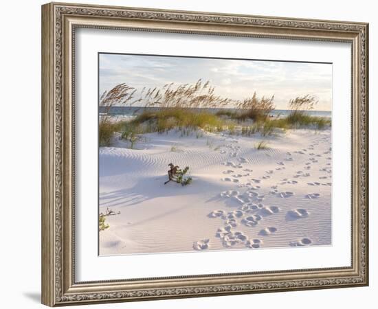 Footprints in the Sand at Sunset in the Dunes of Pensacola Beach, Florida.-forestpath-Framed Photographic Print