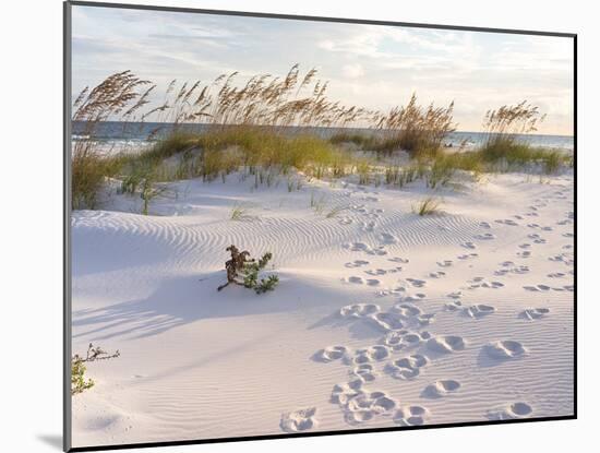 Footprints in the Sand at Sunset in the Dunes of Pensacola Beach, Florida.-forestpath-Mounted Photographic Print