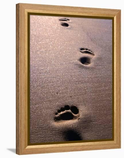 Footprints in the Sand of Eco Beach, South of Broome, Broome, Australia-Trevor Creighton-Framed Premier Image Canvas