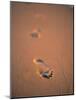 Footprints in the Sand-Jon Arnold-Mounted Photographic Print