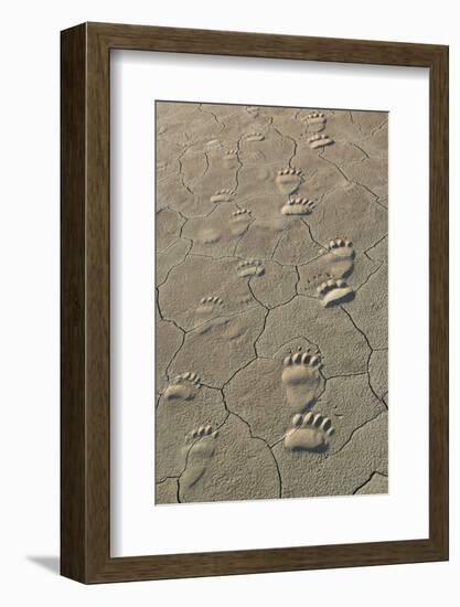 Footprints of and cub coastal grizzly bears in Lake Clark National Park, Alaska.-Brenda Tharp-Framed Photographic Print