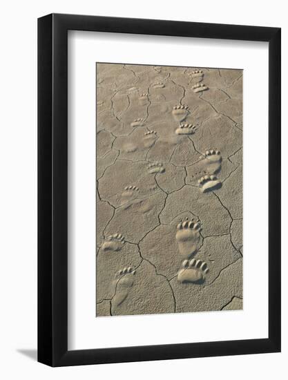 Footprints of and cub coastal grizzly bears in Lake Clark National Park, Alaska.-Brenda Tharp-Framed Photographic Print