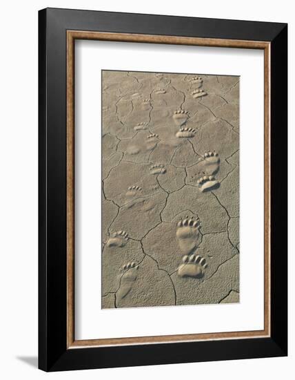 Footprints of and cub coastal grizzly bears in Lake Clark National Park, Alaska.-Brenda Tharp-Framed Photographic Print