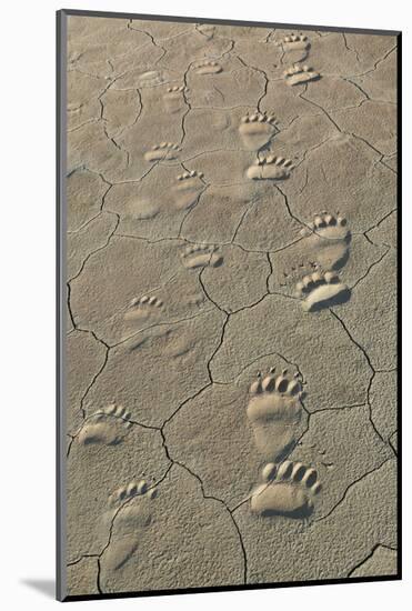 Footprints of and cub coastal grizzly bears in Lake Clark National Park, Alaska.-Brenda Tharp-Mounted Photographic Print