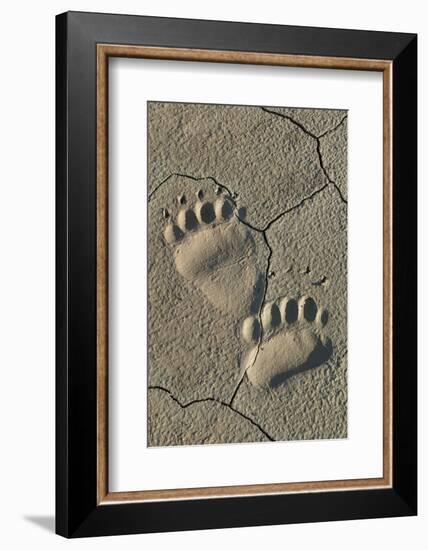 Footprints of coastal grizzly bear. Lake Clark National Park, Alaska.-Brenda Tharp-Framed Photographic Print