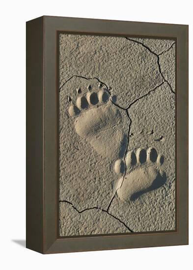 Footprints of coastal grizzly bear. Lake Clark National Park, Alaska.-Brenda Tharp-Framed Premier Image Canvas