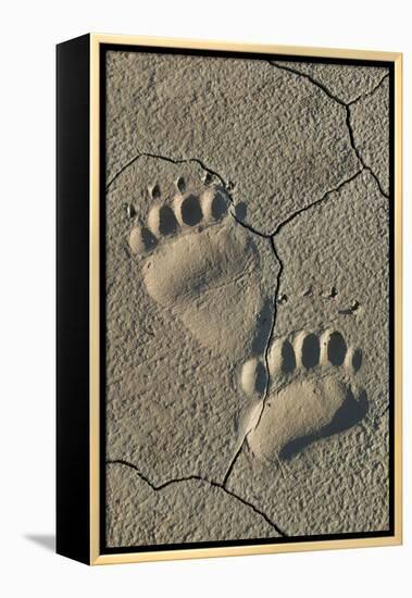 Footprints of coastal grizzly bear. Lake Clark National Park, Alaska.-Brenda Tharp-Framed Premier Image Canvas