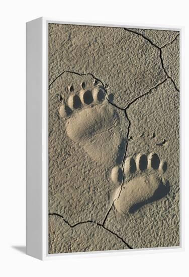 Footprints of coastal grizzly bear. Lake Clark National Park, Alaska.-Brenda Tharp-Framed Premier Image Canvas