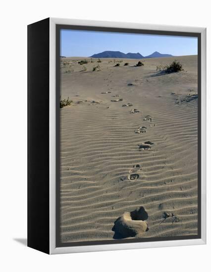 Footprints Through Sand Dunes, Near Corralejo, Fuerteventura, Canary Islands, Spain, Europe-Stuart Black-Framed Premier Image Canvas