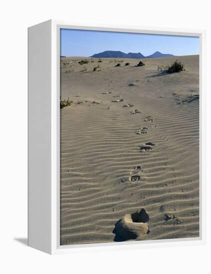 Footprints Through Sand Dunes, Near Corralejo, Fuerteventura, Canary Islands, Spain, Europe-Stuart Black-Framed Premier Image Canvas