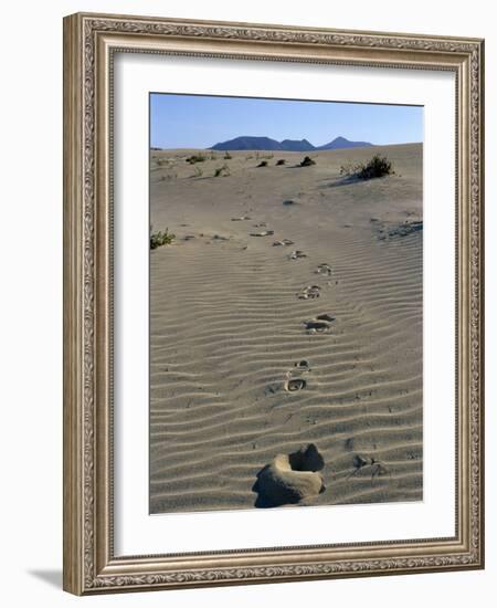 Footprints Through Sand Dunes, Near Corralejo, Fuerteventura, Canary Islands, Spain, Europe-Stuart Black-Framed Photographic Print