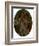 For Sale, 1857-James Collinson-Framed Giclee Print