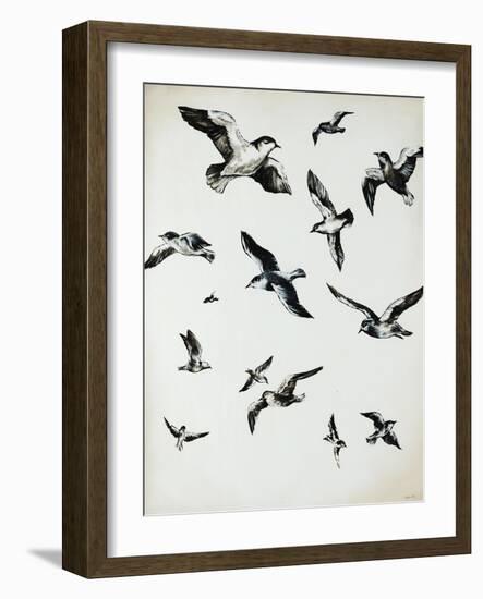 For the Birds-Sydney Edmunds-Framed Giclee Print