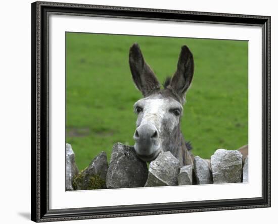 For the First Time Ever 3 Sicilian Minature Donkeys Have Been Born in Britain, 2001-null-Framed Photographic Print