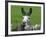 For the First Time Ever 3 Sicilian Minature Donkeys Have Been Born in Britain, 2001-null-Framed Photographic Print