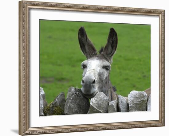 For the First Time Ever 3 Sicilian Minature Donkeys Have Been Born in Britain, 2001-null-Framed Photographic Print