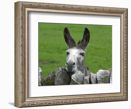 For the First Time Ever 3 Sicilian Minature Donkeys Have Been Born in Britain, 2001-null-Framed Photographic Print