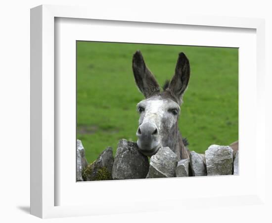 For the First Time Ever 3 Sicilian Minature Donkeys Have Been Born in Britain, 2001-null-Framed Photographic Print