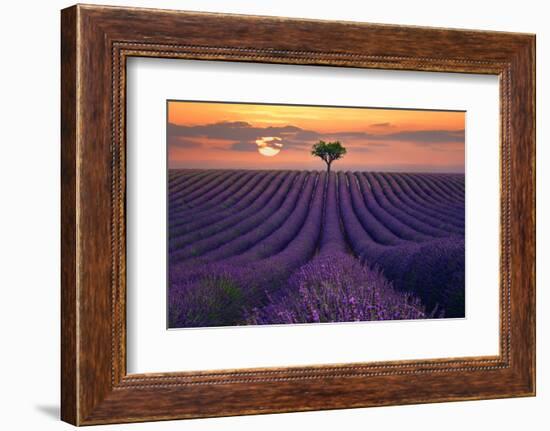 For the Love of Lavender-Lee Sie-Framed Photographic Print